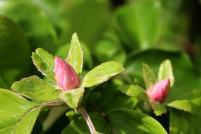 Cydonia oblonga 'Vranja' - kdouloň obecná - květní poupě